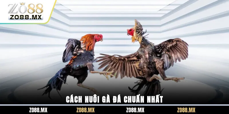 Cách nuôi gà đá chuẩn nhất