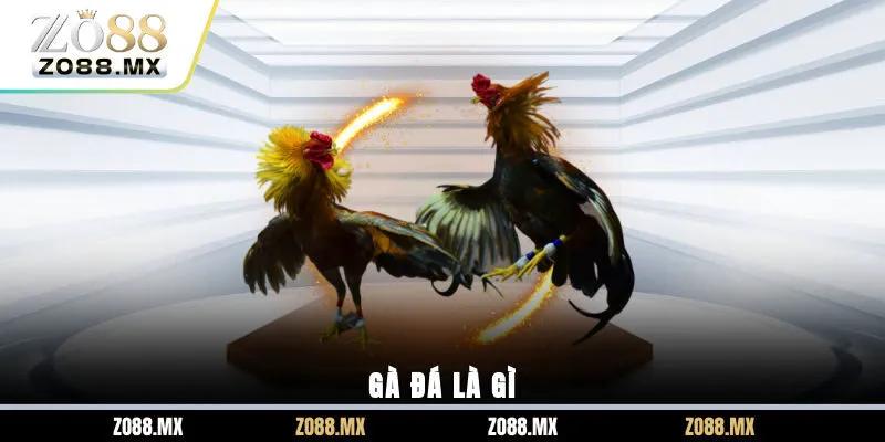 Gà đá là gì?