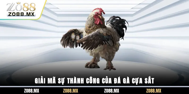 Giải mã sự thành công của đá gà cựa sắt