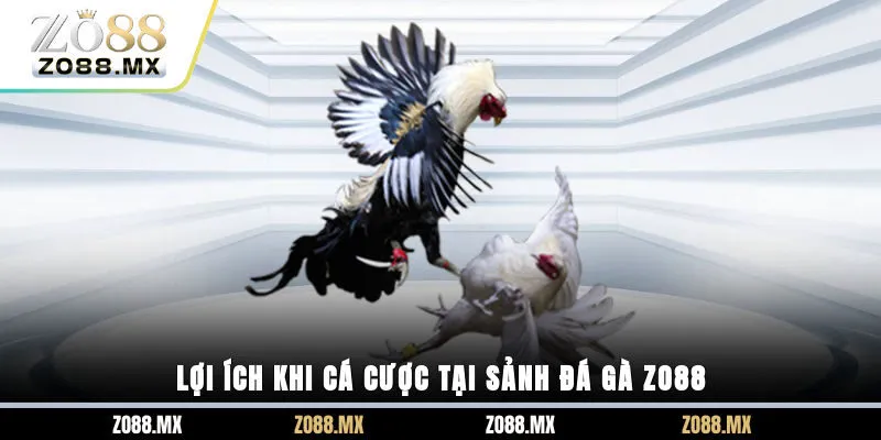 Lợi ích khi cá cược tại sảnh đá gà ZO88