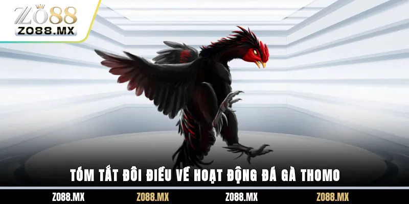Tóm tắt đôi điều về hoạt động đá gà Thomo