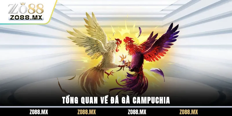 Tổng quan về đá gà Campuchia